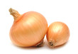 onion onion