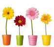 flower nature garden botany daisy bloom pot