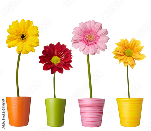 Foto: flower nature garden botany daisy bloom pot flower nature garden botany daisy bloom pot