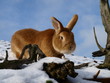 lapin