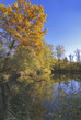 alte Aare, Meienried, bern, schweiz