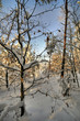 Forest in winter Forest in winter