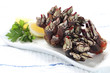 Photo: barnacle barnacle