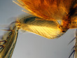 Photo: Sprungmuskulatur des Flohs Sprungmuskulatur des Flohs