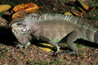Iguane Guadeloupe