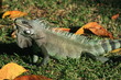 Iguane vert des Caraïbes
