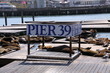 SeelÃ¶wen am Pier 39 in San Francisco