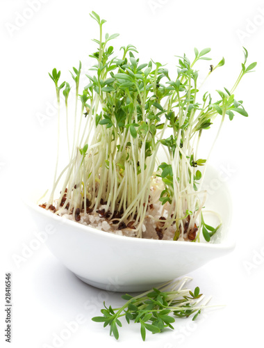 Foto: frische Kresse frische Kresse