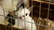 White rabbit drinking