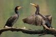 cormorant