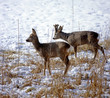 Rehe_113141