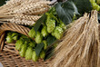 barley with hop-cones