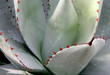 aloe