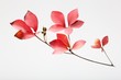 fallen_leaves_002