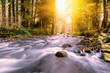 Autumn forest sunset