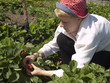 Country efforts. The woman collects a strawberry.