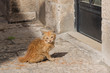 The kitten