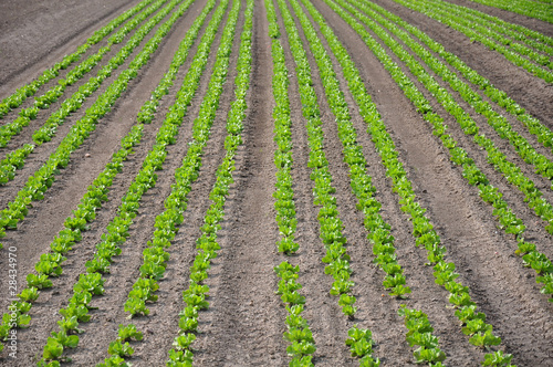 Photo: Feld mit Salat Feld mit Salat