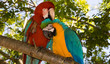 Photo: macaw parrots macaw parrots