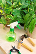 Gardening tools and houseplants – still life