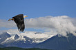 american bald eagle superimposed over alaska coastal mountain sc