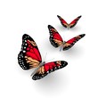 Butterflys isolated on white. 3d illustration. Butterflys isolated on white. 3d illustration.