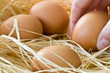 ramasser des oeufs