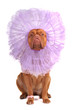 Peculiar Dog