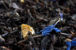 Black tea flavored with orange peel and cornflower