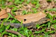 The Lizard