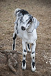 Baby Goat