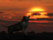 The wolf on sunset