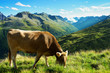 vache qui broute