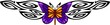 The butterfly with violet wings in the centre .