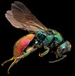 Photo: Goldwespe Goldwespe
