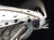 Photo: Portrait einer Motte Portrait einer Motte
