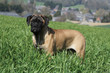 bullmastiff debout en plaine