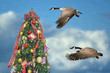 Christmas Geese