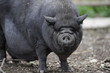Cochon noir Cochon noir
