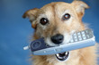 Dog holding telephone in mouth