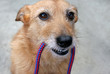 Dog holding a leash in her mouth