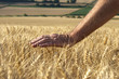 Hand im Weizen