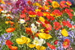 Bunte Blumenwiese mit farbigem Mohn Bunte Blumenwiese mit farbigem Mohn
