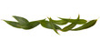 Gum Leaves Border
