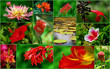 Foto: blumenbild blumenbild