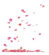 rose petals rose petals