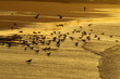 Morocco, Essaouira Morocco, Essaouira