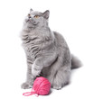 Foto: cat playing with clew isolated cat playing with clew isolated