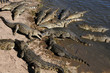 Hungry crocodiles Hungry crocodiles