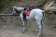 Chestnut Horse